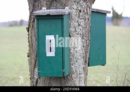 Nido di calabroni attaccati ad un albero Foto Stock