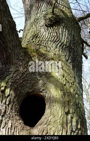 Nido in una vecchia quercia Foto Stock