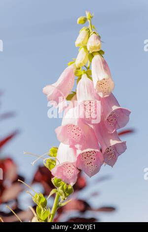 Primo piano dei fiori tubulari rosa viola di un Foxglove/ digitalis Purpurea - una pianta a misura di api originaria del Regno Unito Foto Stock