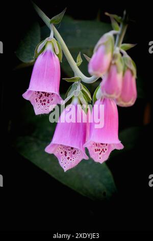 Primo piano dei fiori tubulari rosa viola di un Foxglove/ digitalis Purpurea - una pianta a misura di api originaria del Regno Unito Foto Stock