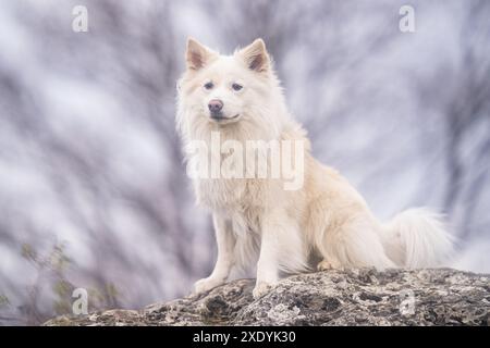 Cane da pastore islandese, l'FCI ha riconosciuto la razza di cane dall'Islanda Foto Stock