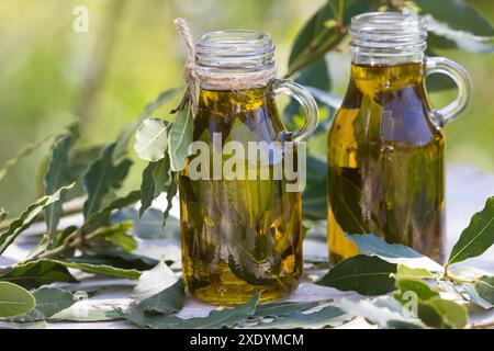 alloro dolce, alloro, alloro dolce (Laurus nobilis), olio di foglie di alloro autofatto, foglie di alloro vengono estratti in olio d'oliva Foto Stock