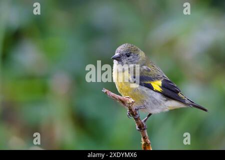 Sipelle con panciuta gialla (Carduelis xanthogastra), donna seduta su una diramazione, Costa Rica, Parco Nazionale Los Quetzales Foto Stock