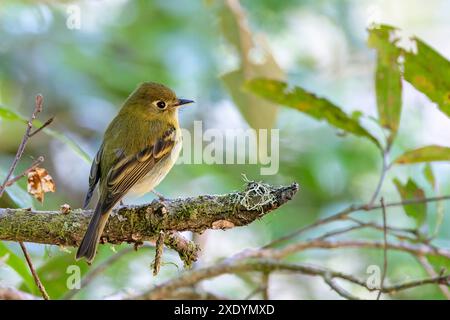 Il flycatcher giallastro (Empidonax flavescens) si trova su un ramo della foresta pluviale di montagna, Costa Rica, San Gerardo de Dota Foto Stock