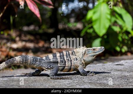 Iguana Nera (Ctenosaura similis), uomo che cammina per terra, Costa Rica, Parco Nazionale di Carara Foto Stock