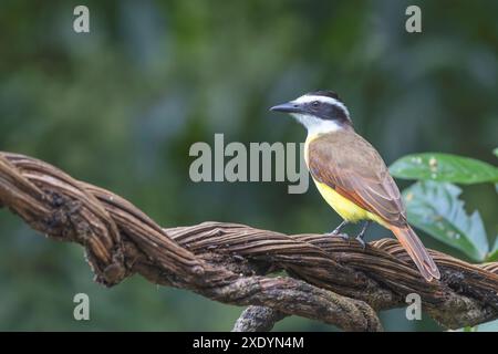 Grande kiskadee (Pitangus sulfuratus), seduta su una diramazione, Costa Rica, Sarapiqui Foto Stock