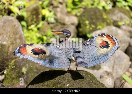 Sun-bittern, sunbittern (Eurypyga helias), si erge su una pietra con ali allungate, Costa Rica, la fortuna Foto Stock