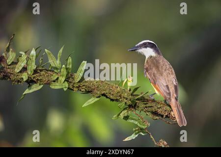 Grande kiskadee (Pitangus sulfuratus), seduta su una diramazione, Costa Rica, Sarapiqui Foto Stock