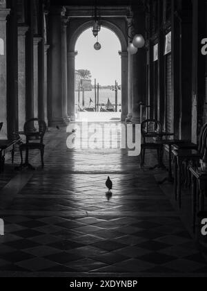 Venezia, Italia - 30 giugno 20220 immagine in bianco e nero di un piccione che cammina in un caffè vuoto con vista sulle gondole su un canale di venezia Foto Stock