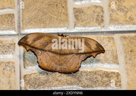 Il Giant Silk Moth (Arsenura armida), si trova sul muro della casa di notte, Costa Rica, Boca Tapada Foto Stock