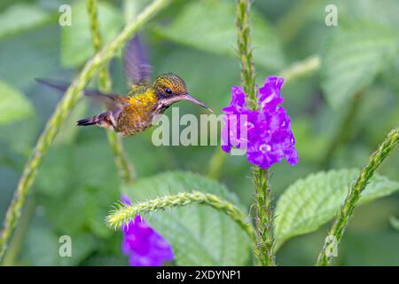 Coquette nera (Lophornis helenae, Paphosia helenae), la femmina succhia il nettare dall'erba portineria, Stachytarpheta jamaicensis, Costa Rica, la fortuna Foto Stock