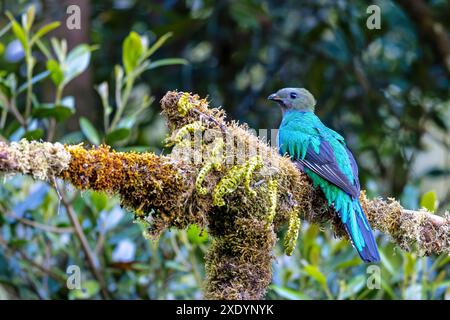 Quetzal risplendente (Pharomachrus mocinno), donna seduta su un ramo nella foresta di nuvole di montagna, vista laterale, Costa Rica, San Gerardo de Dota Foto Stock