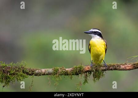 Grande kiskadee (Pitangus sulfuratus), seduta su una diramazione, Costa Rica, Sarapiqui Foto Stock