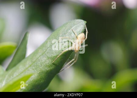 spider (Philodromus spec.), seduta su un bocciolo, Germania Foto Stock