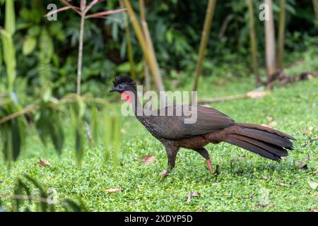 Crested guan (Penelope purpurascens), corre su uno spazio aperto nella foresta nebulizzata, Costa Rica, la fortuna Foto Stock