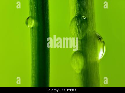Primo piano su erba fresca dopo la pioggia con sfondo sfocato Foto Stock