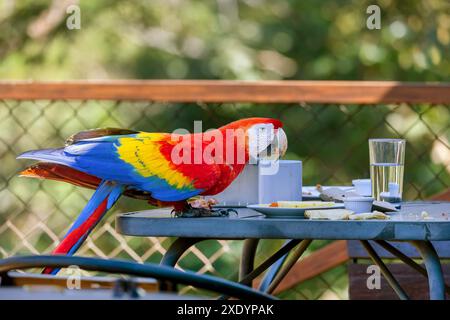 scarlet (Ara macao), siede su un tavolo per la colazione e mangia frutta da un piatto, Costa Rica, Tarcoles Foto Stock