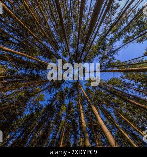 Vista verso l'alto nella pineta autunnale con luce naturale limpida grazie alla lente rettangolare ultragrandangolare Foto Stock