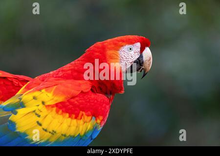 scarlet (Ara macao), Head Portrait, Costa Rica, Tarcoles Foto Stock