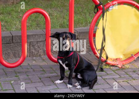 Nell'immagine, c'è un cane bianco e nero seduto accanto a un portabiciclette rosso. Il cane sembra essere calmo e attento ai suoi dintorni Foto Stock