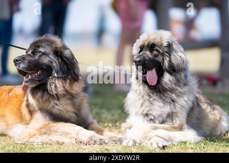 Coppia Leonberg stesa al gras. Cani della razza Leonberger giacciono in un prato. Foto Stock