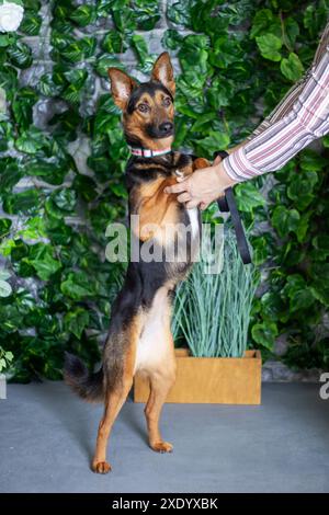 Una persona sta tenendo in mano un cane che sta in piedi sulle sue zampe posteriori. Il cane è un pastore tedesco, un vertebrato carnivoro. Il muso è in vista Foto Stock