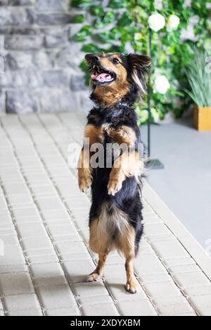 Un cane marrone e nero è in posizione verticale sulle zampe posteriori, forse accanto a una fioraia. Sembra essere una creatura carnivora, una razza di cane, e un compagno An Foto Stock