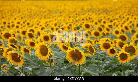 Molti girasoli nel campo. Fiori di girasole in fiore all'orizzonte. Foto Stock