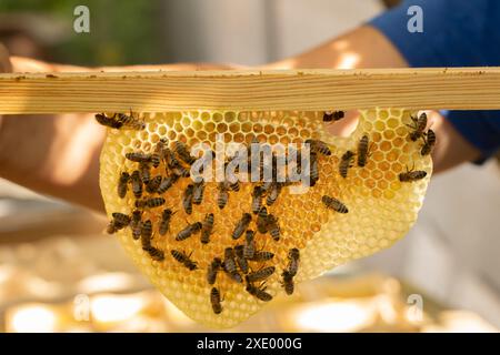 Lingua dal nido d'ape su cui le api raccolgono il miele. L'apicoltore tiene nelle mani una cornice con una nido d'ape tirata. Foto Stock