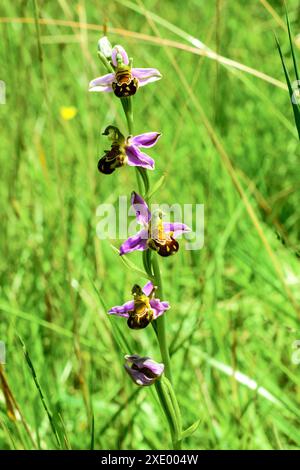 Orchidea d'api (Ophrys apifera) che cresce nel giardino selvatico - Francia centrale. Foto Stock