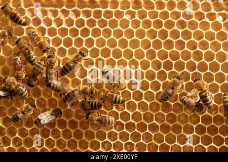 Sfondo delle api sui nidi d'ape con miele. Insetti lavorano su cornici nell'alveare. Foto Stock