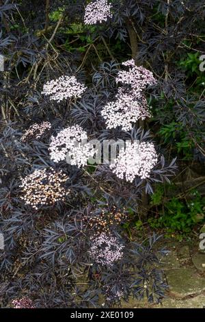 Sambuco nero, Sambucus nigra. Foto Stock