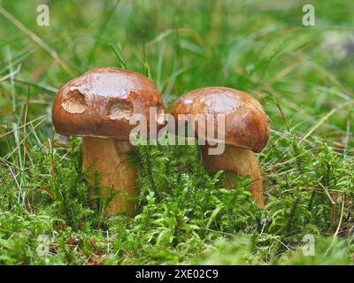 Bay bolete, Imleria badia Foto Stock