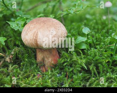 Bolete di faggio amaro o bolete con gambo scarlatto Foto Stock