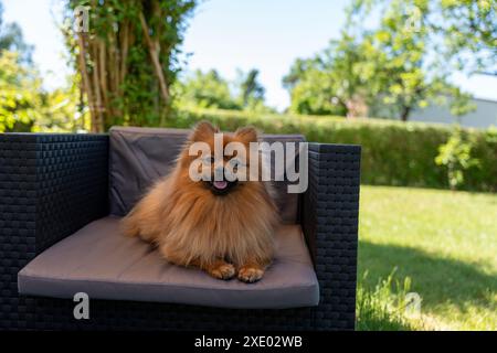 Un cane della pomerania è seduto su una sedia in un'area erbosa. Il cane sorride e si sta divertendo all'aperto Foto Stock