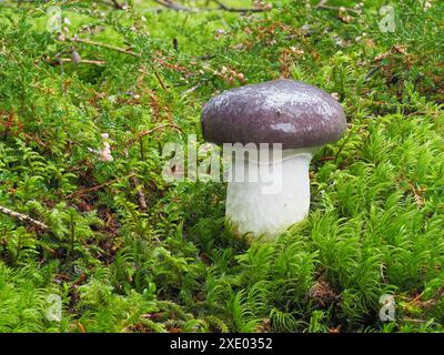 Cappellino a punta, Gomphidius glutinosus Foto Stock