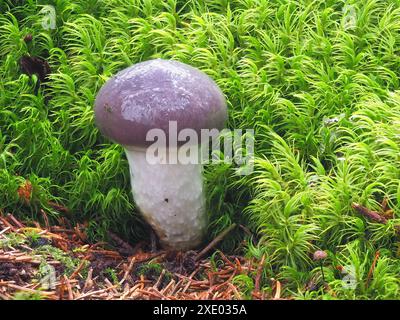 Cappellino a punta, Gomphidius glutinosus Foto Stock