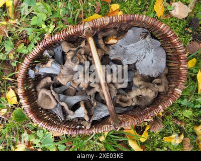 Tromba della morte, Corno d'abbondanza Foto Stock