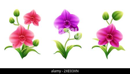 Illustrazione vettoriale del fiore dell'Orchidea con colore rosa, viola e rosso lucido e foglie verdi brillanti Illustrazione Vettoriale