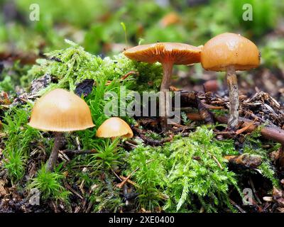 Campanella funebre, cappellino mortale, cappellino autunnale o galerina letale Foto Stock