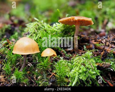 Campanella funebre, cappellino mortale, cappellino autunnale o galerina letale Foto Stock