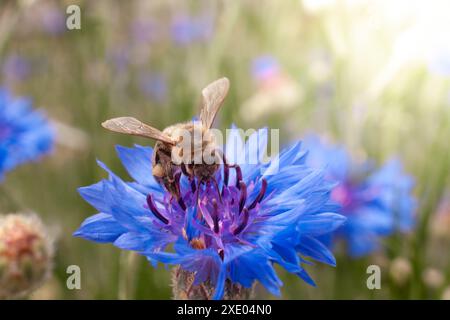 Un'ape su un cornflower blu, un insetto raccoglie nettare sui fiori, primo piano della natura. Foto Stock