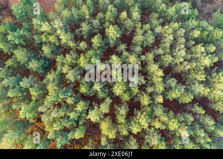 vista dall'alto con drone di una foresta di pini Foto Stock