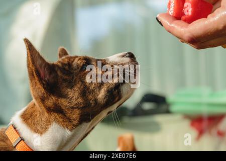 Cucciolo di Basenji che mangia cibo fresco a casa da vicino Foto Stock