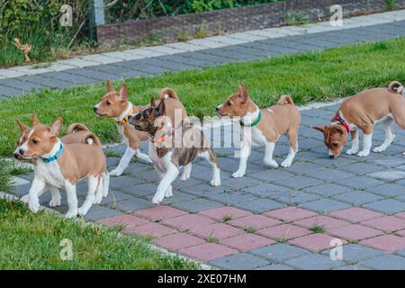 Cane Basenji simpatici cuccioli che camminano all'aperto guardando in alto Foto Stock