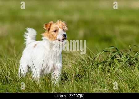 Jack russell terrier che corre su erba verde a una gara di tiro Foto Stock