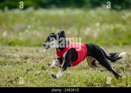 Cane Saluki in camicia rossa corsa e inseguimento attira in campo su gara di corso Foto Stock