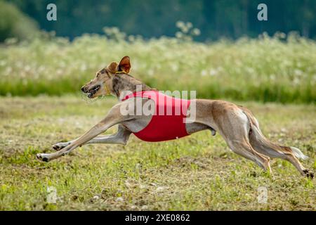 Cane Saluki in camicia rossa corsa e inseguimento attira in campo su gara di corso Foto Stock