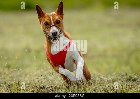 Il cane Basenji si è sollevato da terra durante la gara di corse di cani che correva direttamente nella telecamera Foto Stock