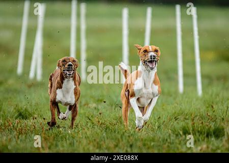 I cani Basenji si sono sollevati da terra durante la gara di corse di cani che correvano direttamente nella telecamera Foto Stock